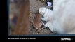 Un chien sauve un faon de la noyade, les images touchantes ! (Vidéo)