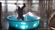 Drôle- Un Gorille S'enjaille dans une piscine!!