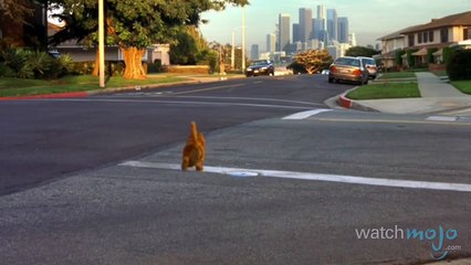 Cats Vs Dogs- Which Makes a Better Pet- - YouTube