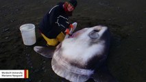 Behold The Newly Discovered 4,000-Pound Sunfish Species