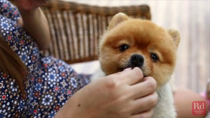 Never Share These Foods with Your Dog