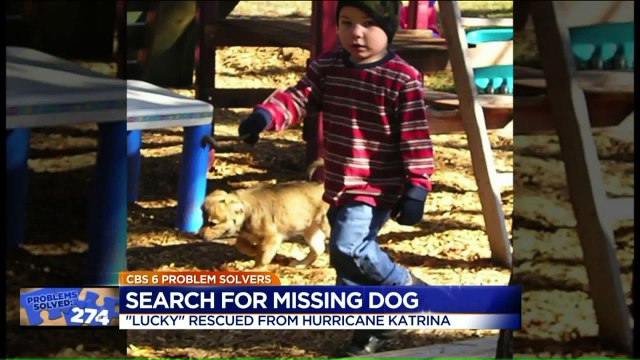 'Lucky' Dog That Survived Hurricane Katrina Goes Missing
