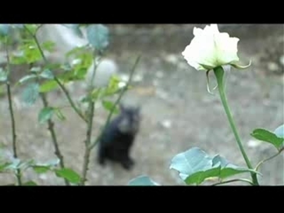 A beautiful world