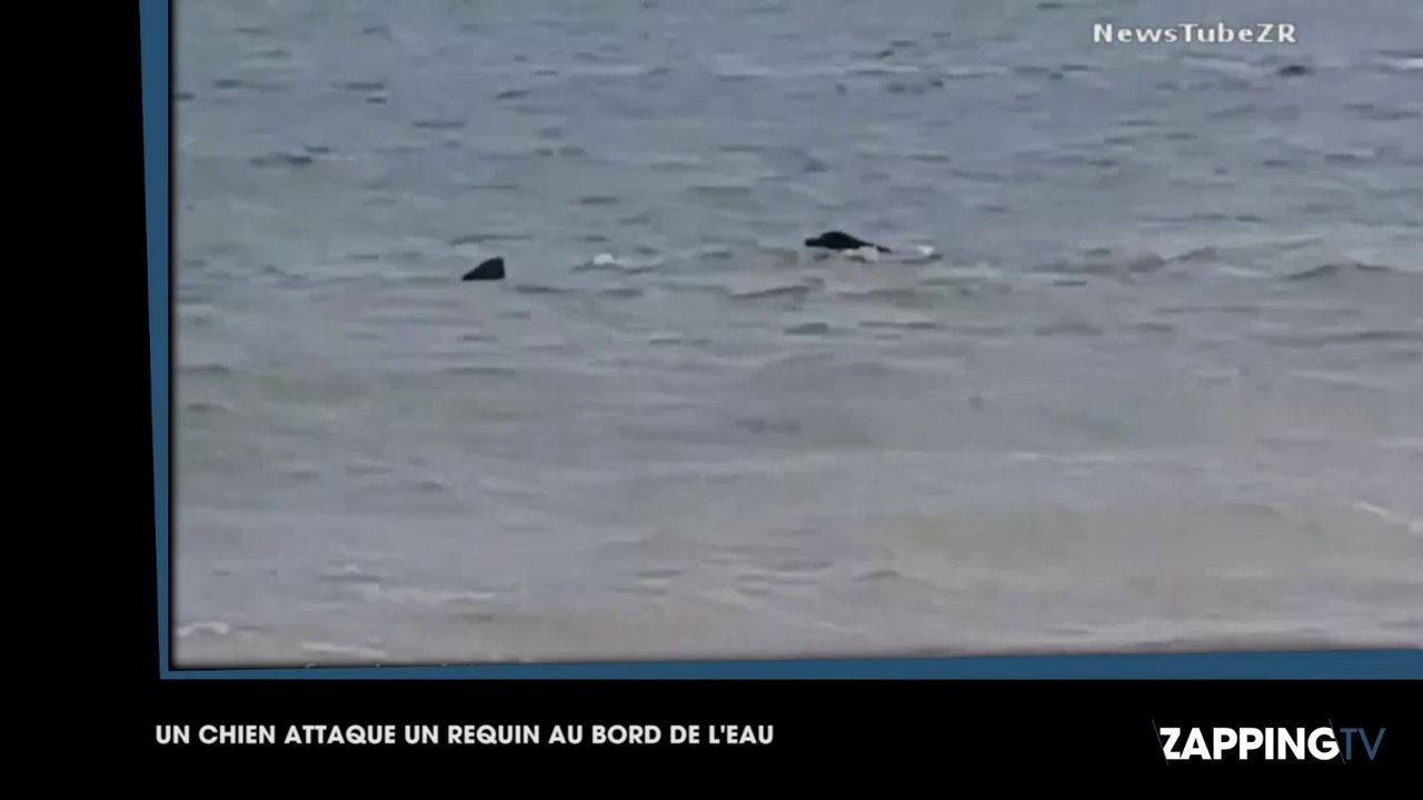Un chien se jette sur un requin au bord de l’eau ! (Vidéo)