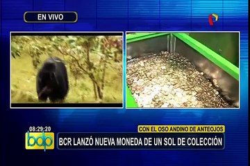 Oso andino abre nueva serie de monedas sobre fauna amenazada en nuestro país