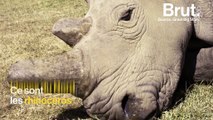 Afrique : une fécondation pour sauver les rhinocéros blancs du Nord