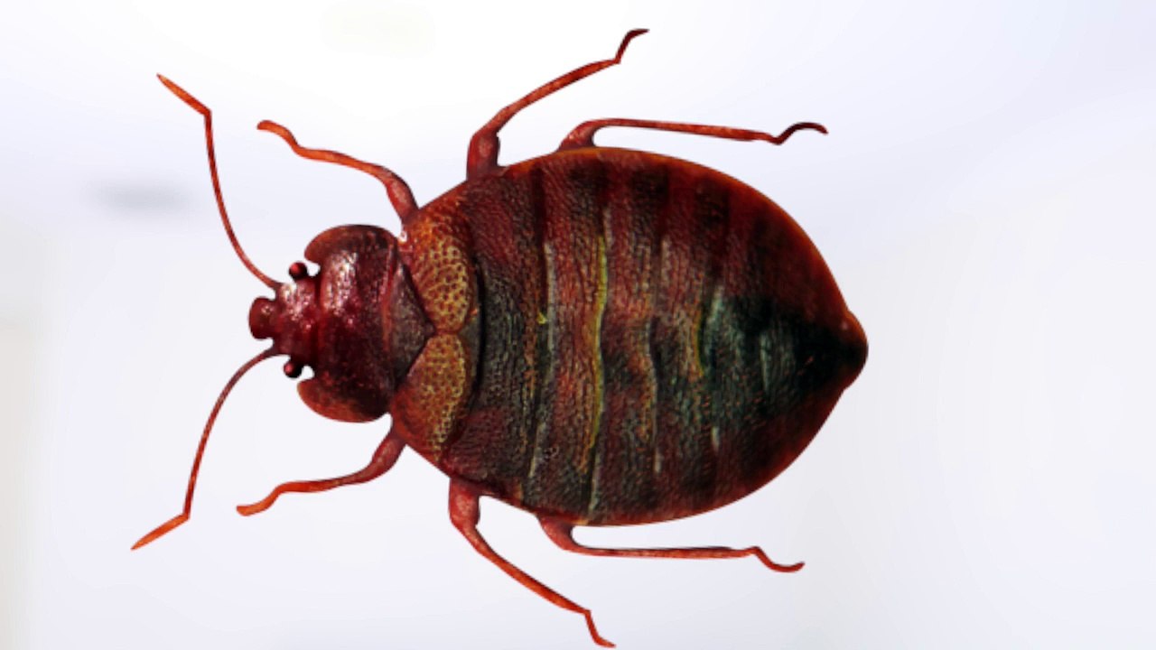 How To Get Rid of Bed Bugs