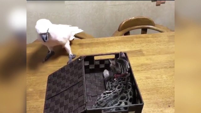 Ce perroquet joue à cache-cache avec un chat