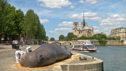 Beached 'whale' causes a stir in Paris