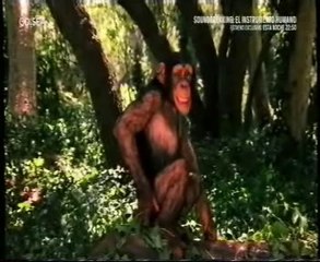 Violencia animal: Chimpances