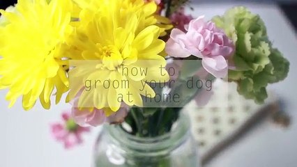 How To Groom Your Dog at Home (Maltese Grooming)