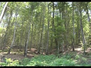 Report TV - Pyjet e Rajcës pa përkujdesje edhe pse janë të mbrojtura nga UNESCO