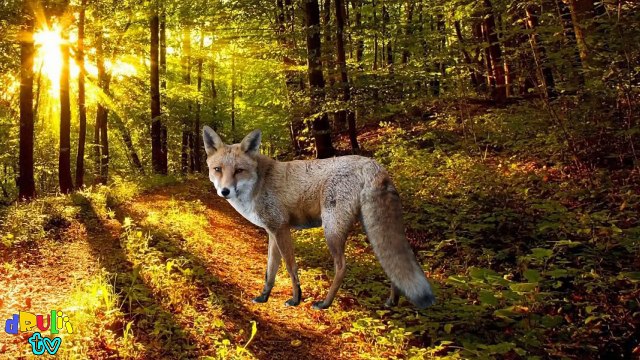 Learn Alphabet with Cartoon & Real Animals for children | ABC Wild Animals Names and Sound