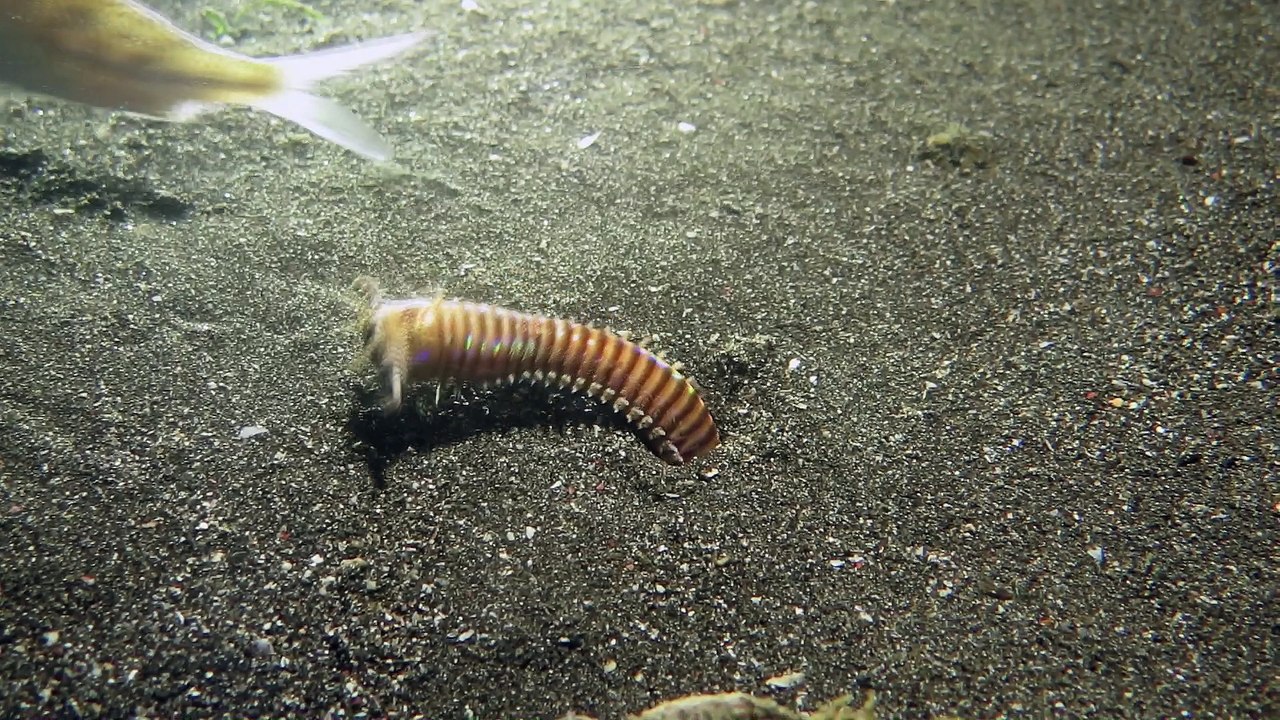Amazing Worm in Bali