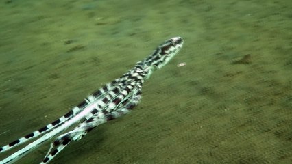 Mimic Octopus Swims in Indonesia