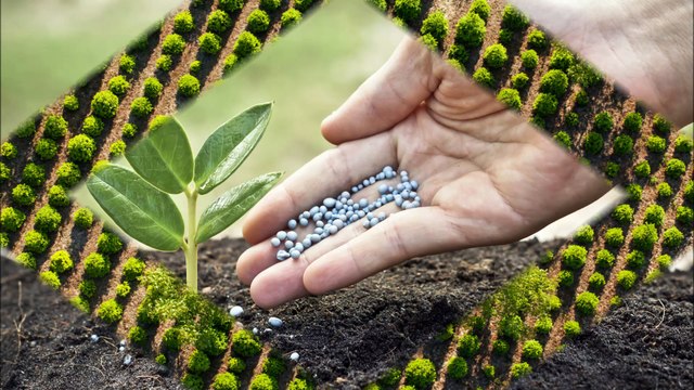 Clean Cutz Lawn - (772) 206-3171