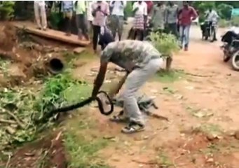 Man Catch King Cobra