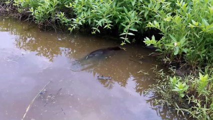 Our Local Friendly Beaver at the Nature Center