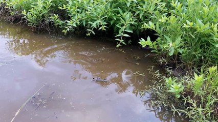 A Friendly Beaver in the Cleveland Metroparks