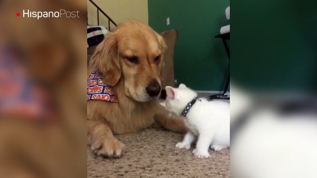 Gato quiere jugar con un perro, pero el perro solo quiere dormir