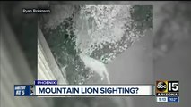 Mountain lion or domesticated cat sighting? You decide