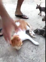 tente não rir ! Gato muito engraçado