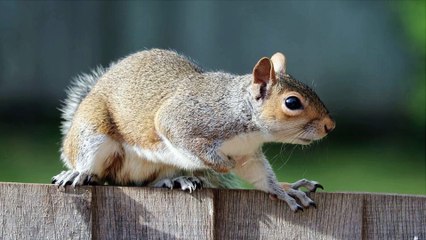 Pest Control in Fremont - Signs That You’ll Need to Call Pest Control