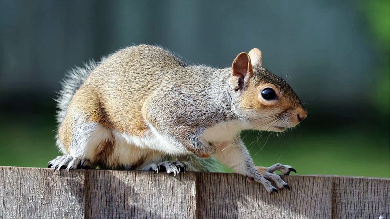 Pest Control in Fremont - Signs That You’ll Need to Call Pest Control