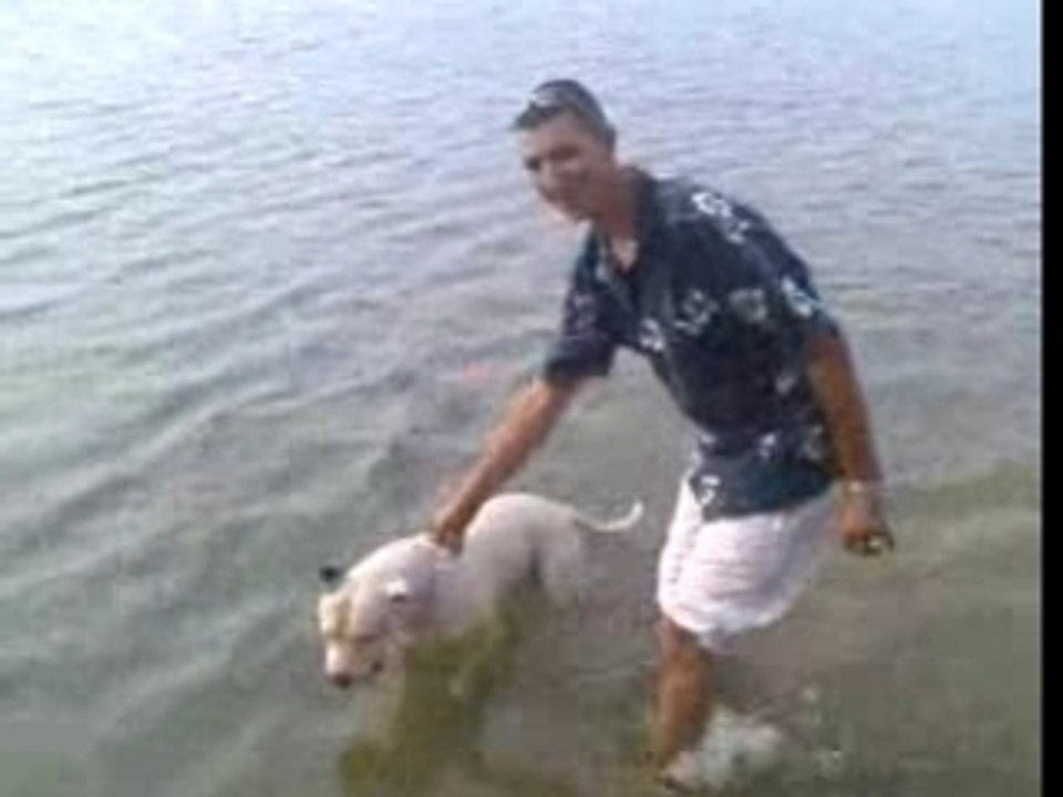 pitt bull kyzeur chien  sous marin