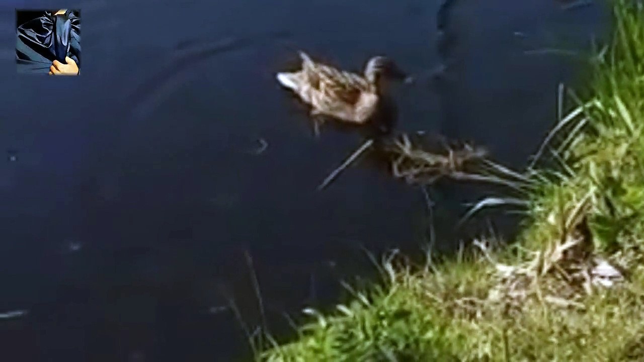 Raaz & the Duck (2017)