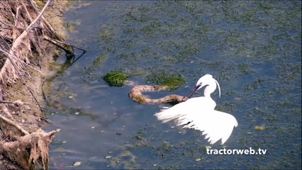 Engerek Yılanı Balıkçıl kuşuna saldırıyor