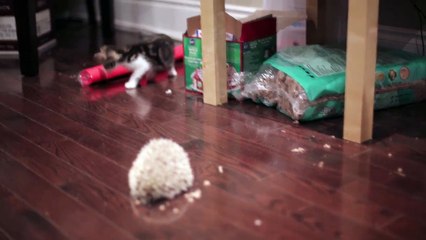KITTEN MEETS HEDGEHOG