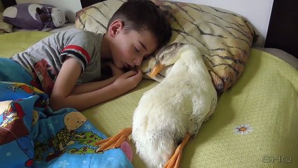 Duck _ Nikita _ child sleeping