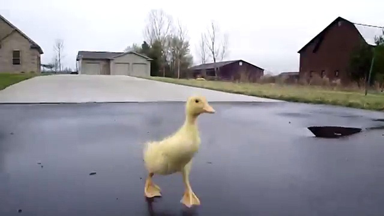 Duckling Run....