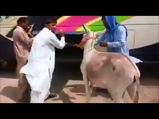 کھوتا بس میں لوڈ کرنے کا طریقہ