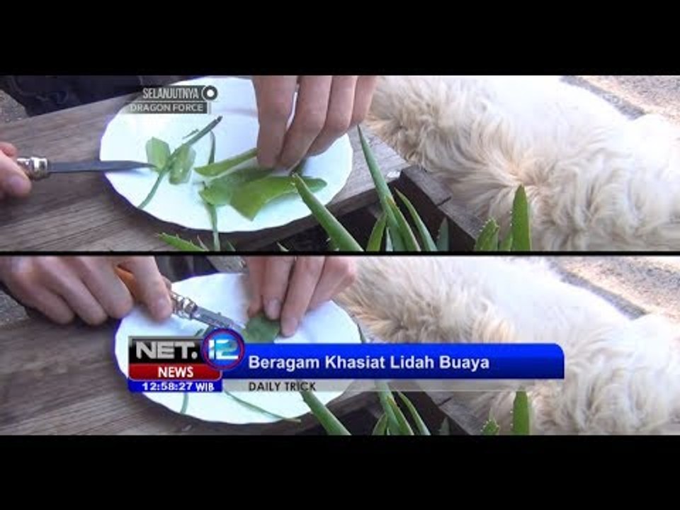 NET12 - Berbagai manfaat tanaman Lidah Buaya