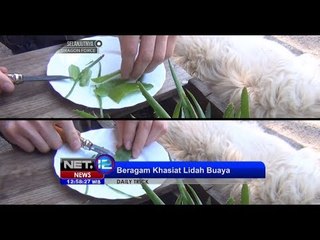 NET12 - Berbagai manfaat tanaman Lidah Buaya