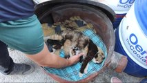 Sivas Tem, Kom, Trafik ve Asayiş Adı Verilen Yavru Kedilere Polis Şefkati