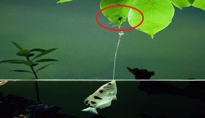 Kỳ lạ loài cá quá thông minh dùng đạn nước bắn rơi con mồi