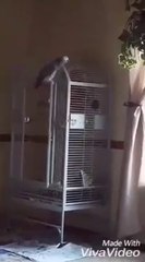 Ce perroquet répète 'Putain, ne tire pas !', les derniers mots qu'a dit son maitre avant de se faire tuer par sa femme