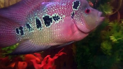 FlowerHorn