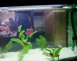 Piranha Fütterung!!!! 14.06.2007