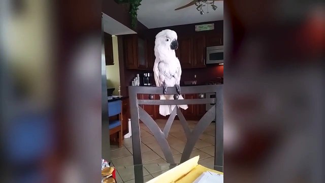 Ce perroquet devient fou lorsqu'il entend sa chanson préférée
