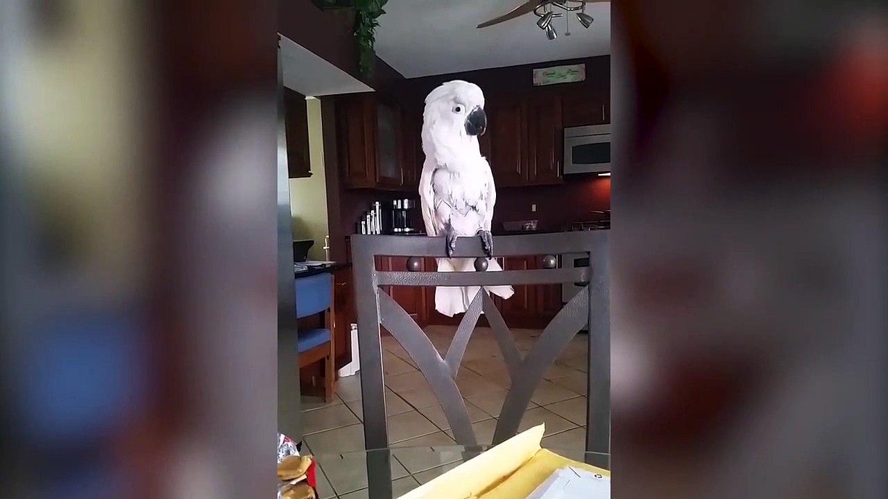 Ce perroquet devient fou lorsqu'il entend sa chanson préférée