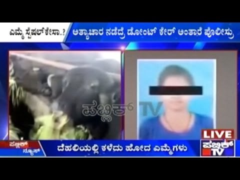 New Delhi: Team Of Cops Formed To Look For Stolen Buffaloes!