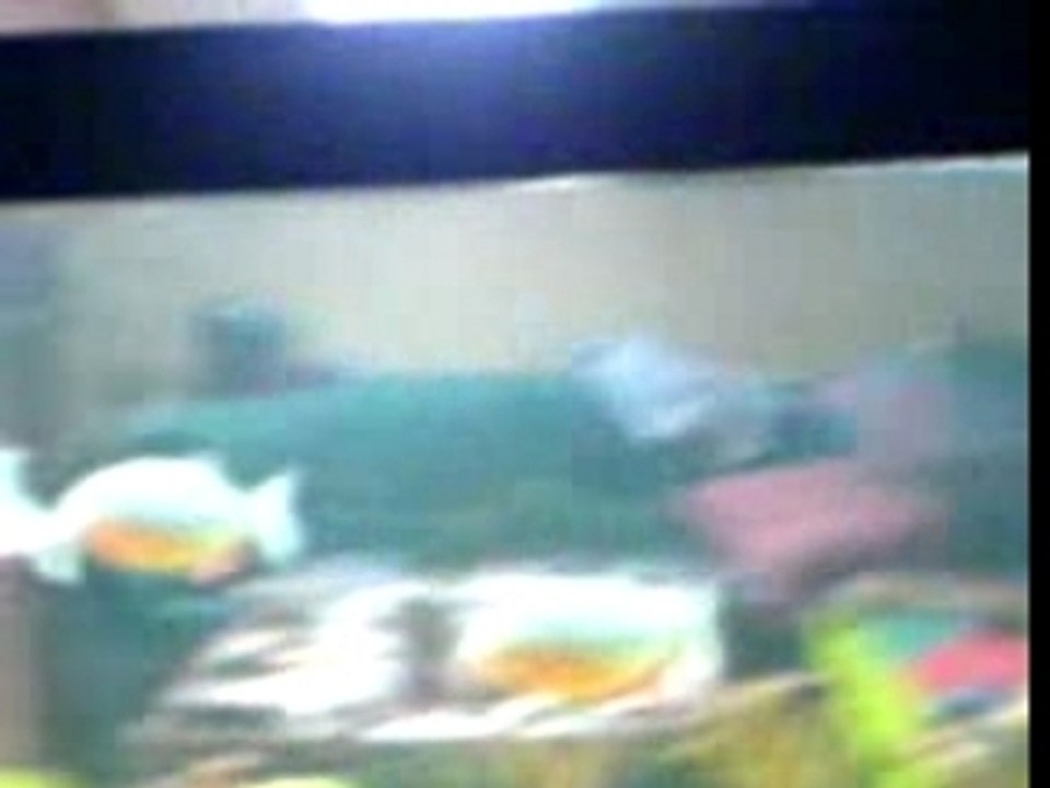 Piranha fütterung!!!  20.10.2007