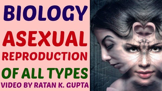 asexual reproduction