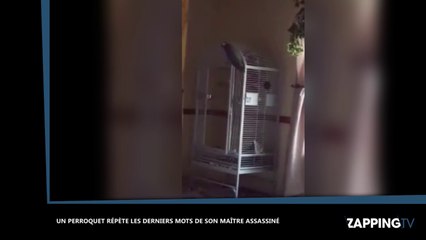 Un perroquet répète les derniers mots de son maître assassiné et condamne son assassin (vidéo)