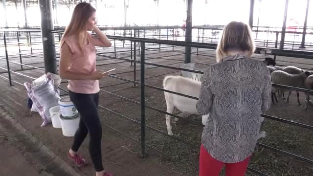 Küçükbaş Çoban Festivali