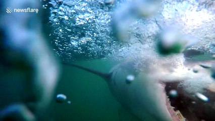 Awesome compilation of great white shark shots
